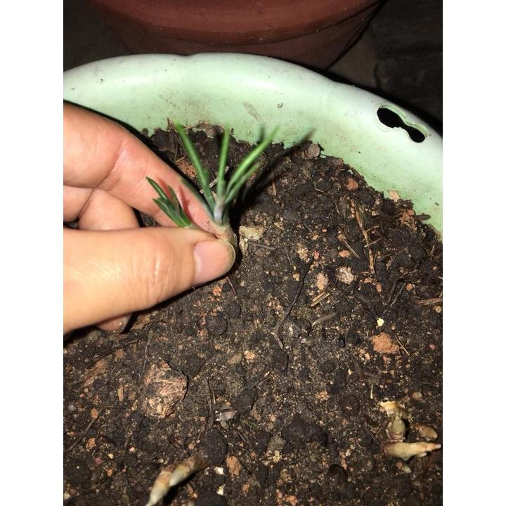Bộ 3 Củ giống hoa nghệ tây màu xanh 3 củ tặng kèm 3 viên nén ươm củ