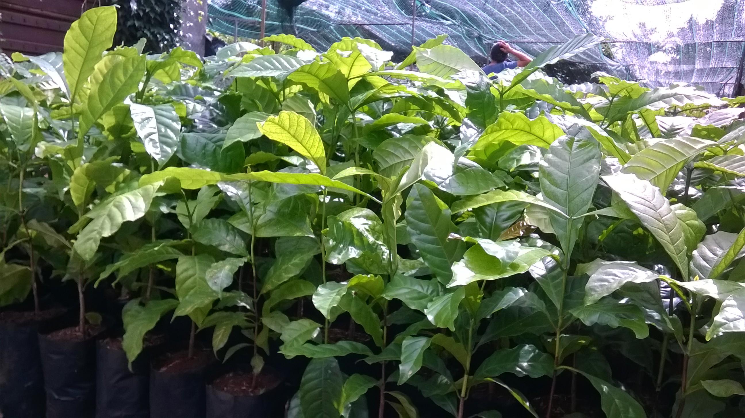 0,5 KG HẠT GIỐNG CÀ PHÊ TR9