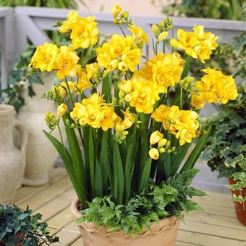 3 Củ giống hoa lan nam phi hoa màu vàng-củ tươi,có mầm sẵn,dể trồng