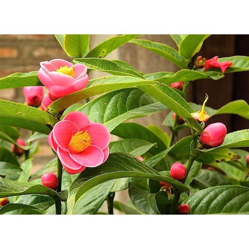 HOA HẢI ĐƯỜNG ĐỎ - BẦU CÂY SIZE NHỠ + Tặng 01 cây dâu da đất