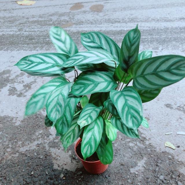 Đuôi Công Xanh Lá Nhỏ