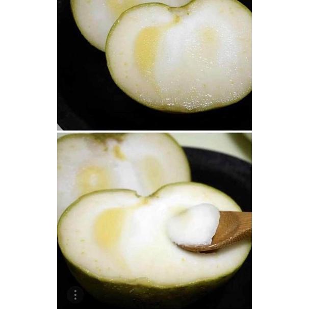 Cây giống cây bánh kem -cây nhập khẩu