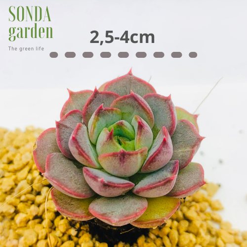 SEN ĐÁ HOA HỒNG ĐỎ SIZE MINI LỖI 1 ĐỔI 1