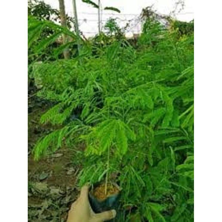 Cây giống hoa phượng - hoa vàng- siêu đẹp- bền
