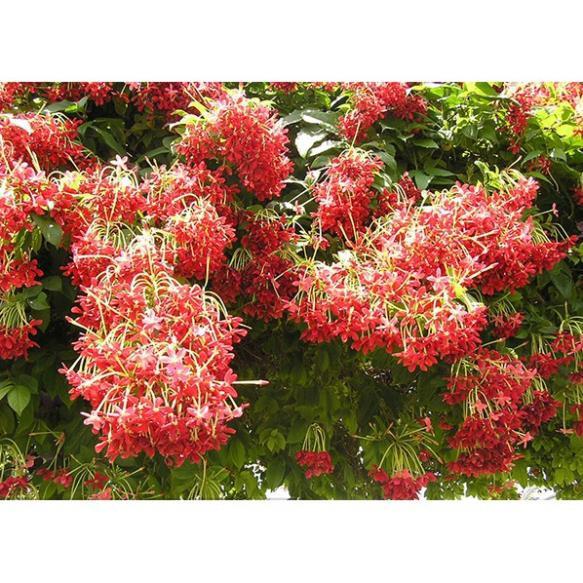 Hoa leo sử quân tử-hàng gửi đi nguyên chậu + Tặng 01 cây dâu da đất