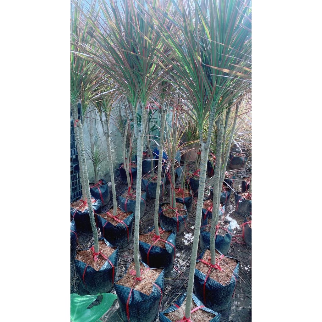 Cây Huyết Kiếm Hàng Lớn