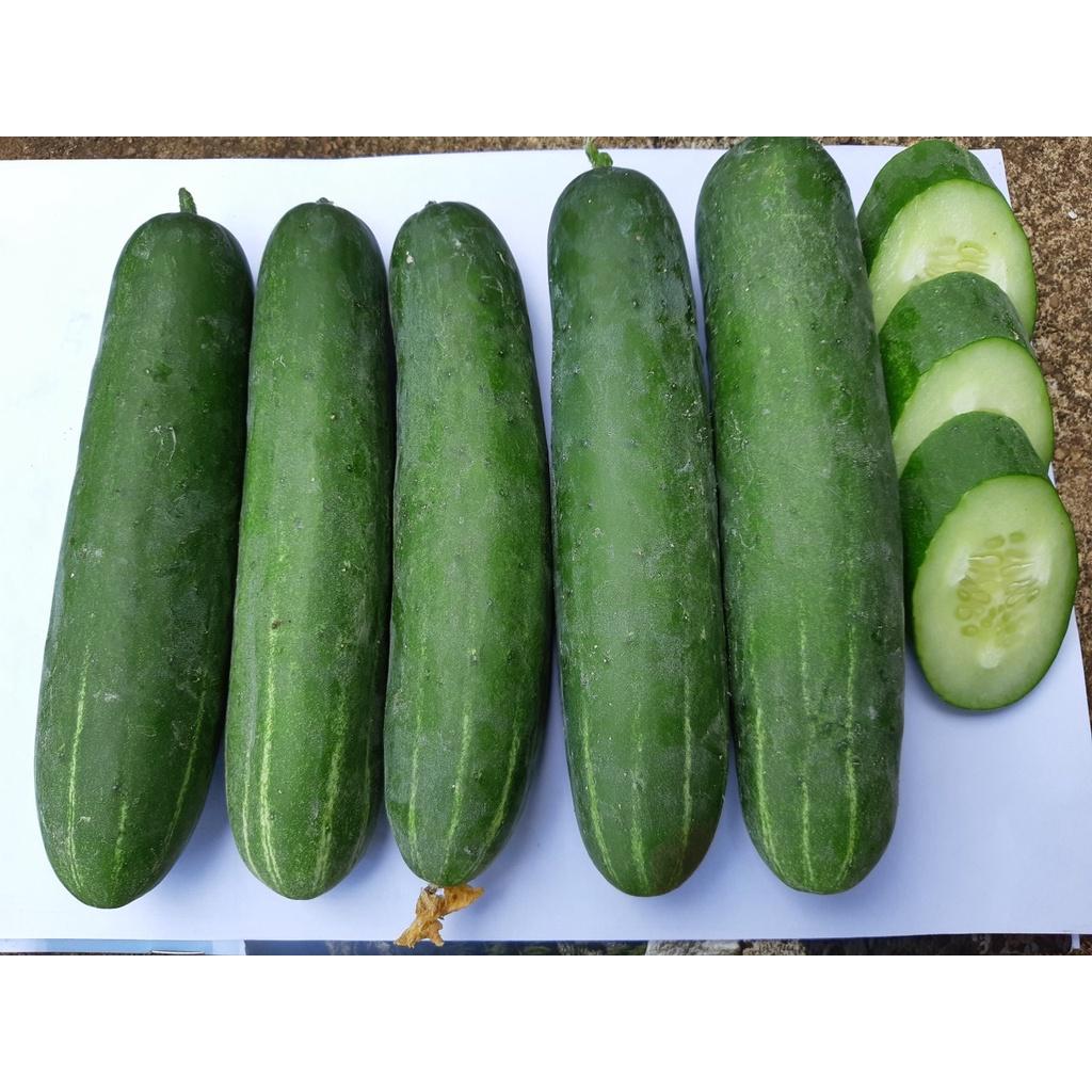 Hạt giống Dưa Leo Lai F1 - Super Green 999