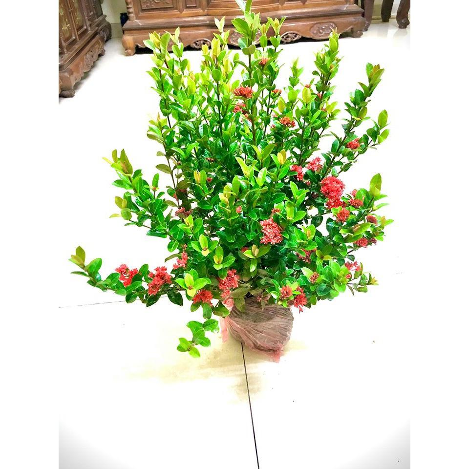 Cây hoa mẫu đơn lá nhỏ - hoa trang (ảnh thật) cao 60-70 cm