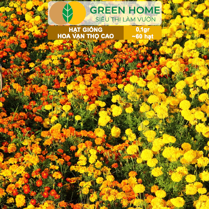 Hạt Giống Hoa Vạn Thọ Cao Nhiều Màu GreenHome, Gói 0,1g~60 hạt, Dễ Trồng Quanh Năm, Hoa To H20