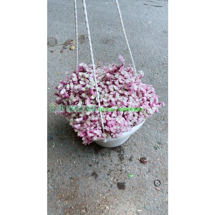 Chậu Thài Lài Hồng