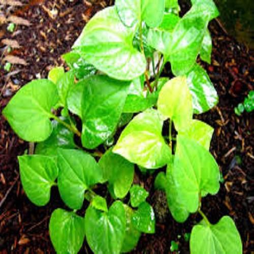 CÂY RAU DIẾP CÁ, CÂY RAU DIẾP CÁ - BẦU CÂY GIỐNG NHIỀU THÂN