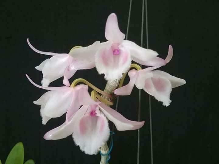 Lan phi điệp đột biến 5 CÁNH HỒNG HỔ PHÁCH