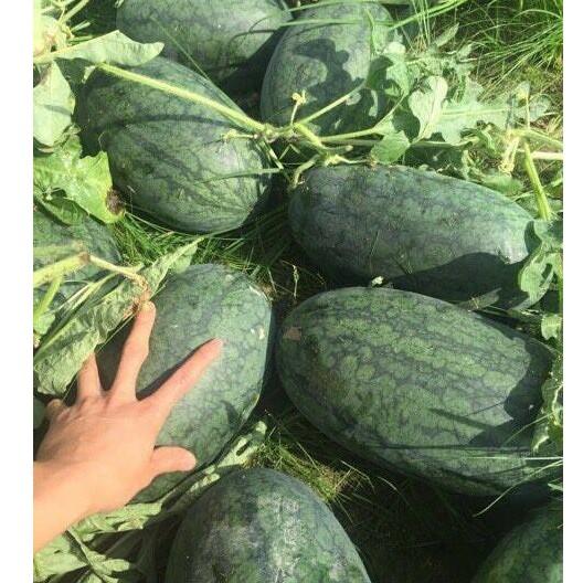 Hạt Giống Dưa Hấu Hoàng Châu F1 Siêu Ngọt Quả To Thái Lan