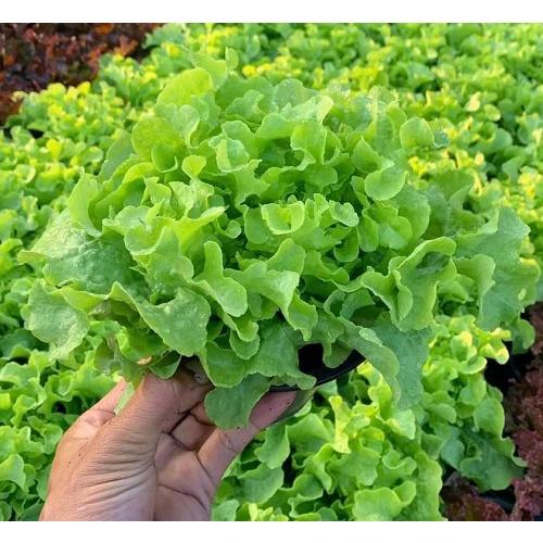 Hạt giống rau xà lách sồi xanh OAKLEAF KNS3109 - Gói 2gram