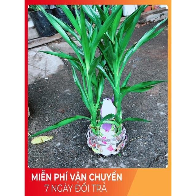 Chậu Cây Phát Tài