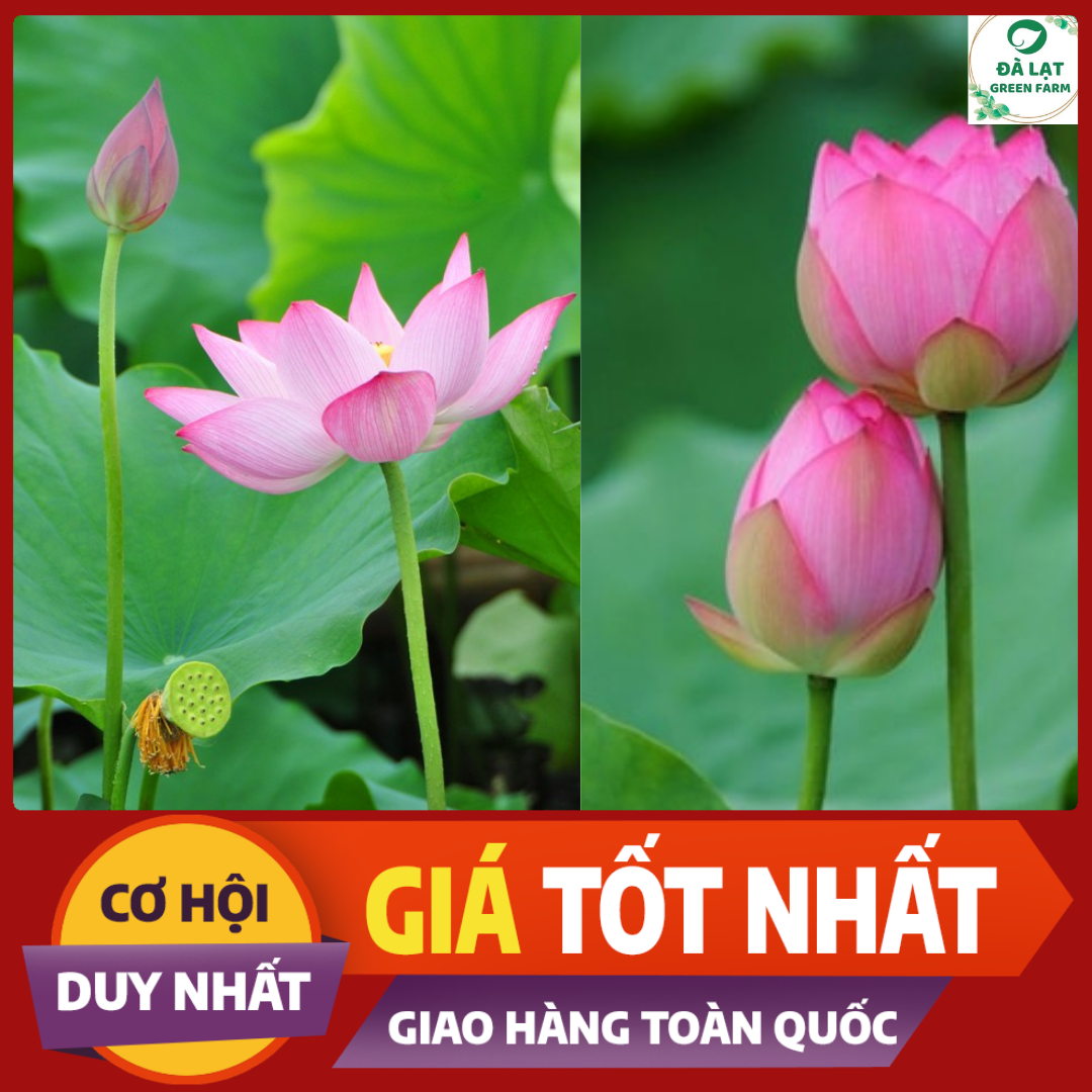 15H - HẠT GIỐNG SEN TA( SEN HỒNG VN)