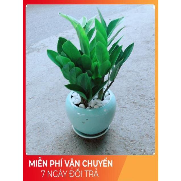 Chậu Kim Tiền Thái