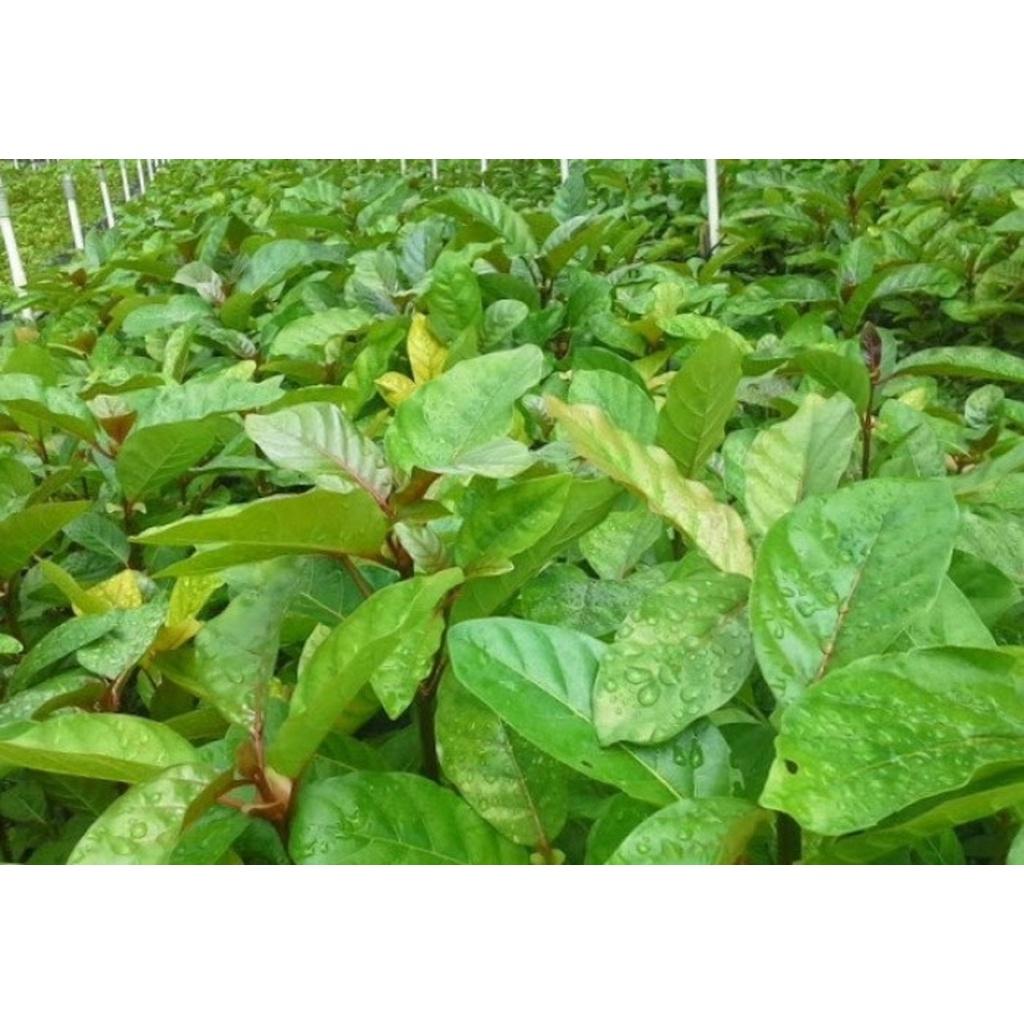 1 KG HẠT GIỐNG CÂY GÁO VÀNG