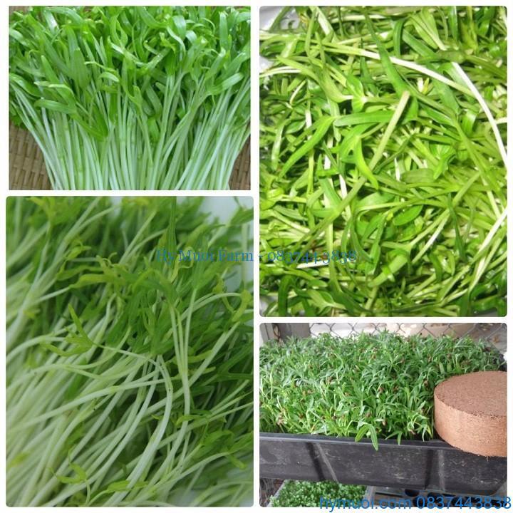 Hạt Giống Mầm Rau Muống CT534 - Gói 30gram