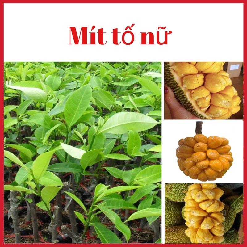 Cây mít tố nữ quả nhỏ múi vàng ươm siêu ngon