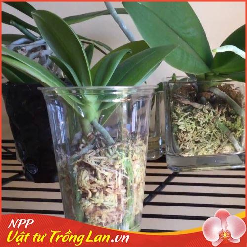 RÊU TRẮNG CHILE GIÁ THỂ GIỮ ẨM CHO LAN - 100GR