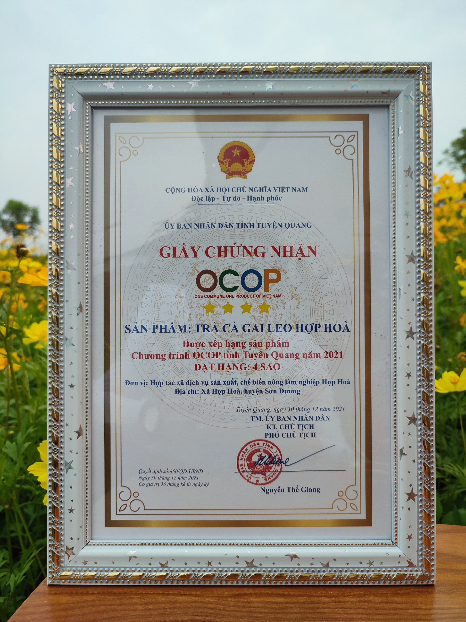 Trà Cà Gai Leo Hợp Hòa - Cà gai leo+Xạ đen+Cỏ Ngọt - 50 túi lọc - OCOP 4 Sao