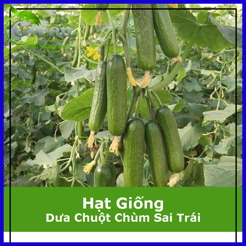 Hạt Giống Dưa Chuột Chùm Sai Trái (10H)