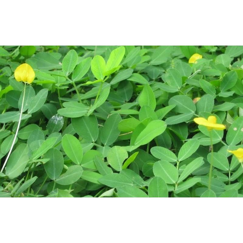 100 Hạt giống cỏ lạc dại, hạt đậu phộng dại