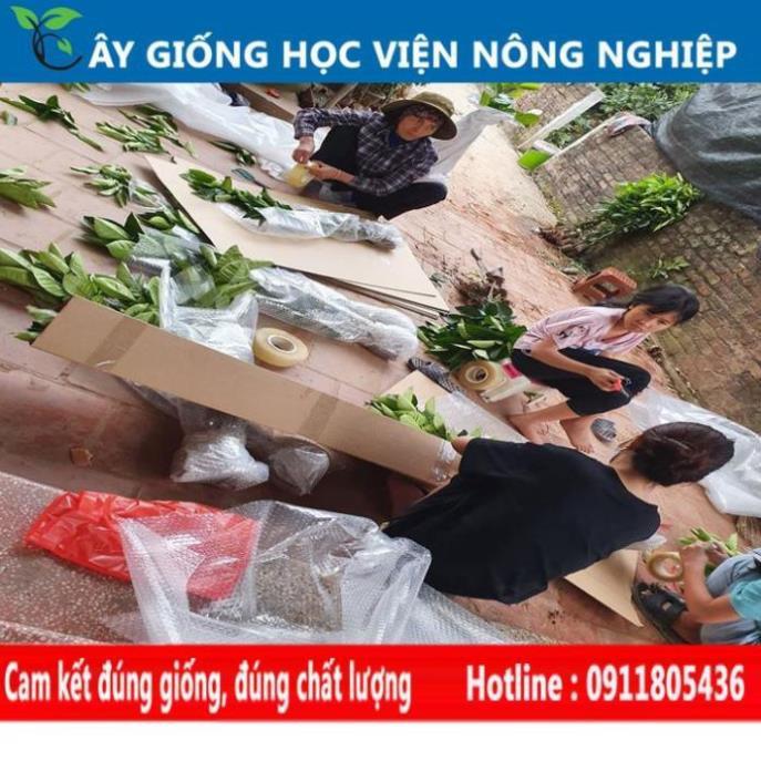 Sản phẩm Cây Ăn Trái cây xạ đen to cây giống chuẩn