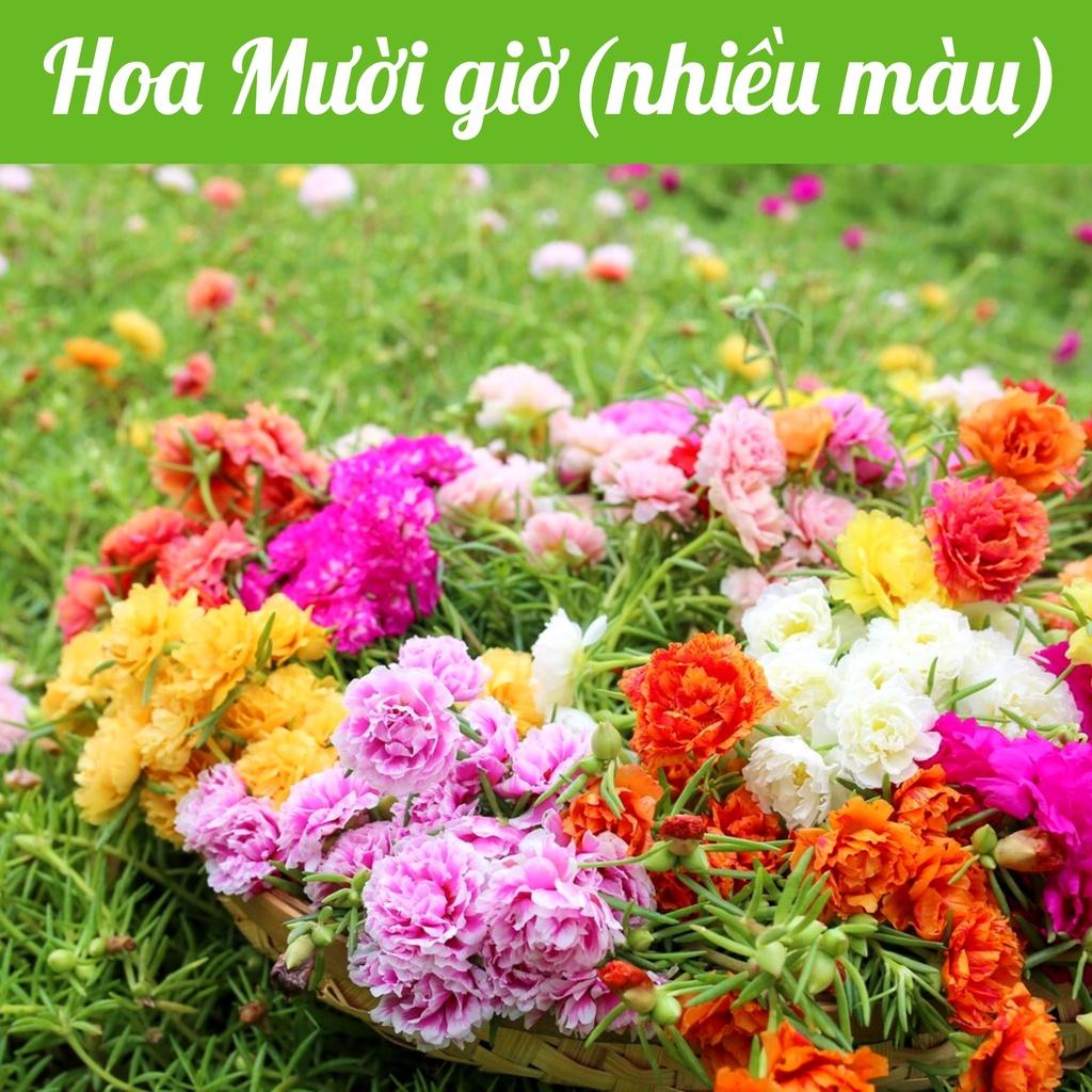 Hạt giống hoa mười giờ Hà Lan mix màu gói 0,03gr