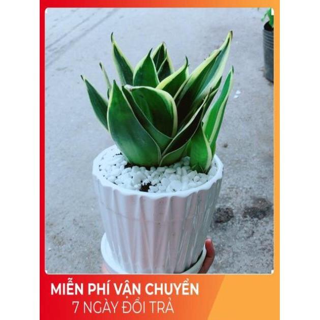 Chậu Lưỡi Hổ Thái