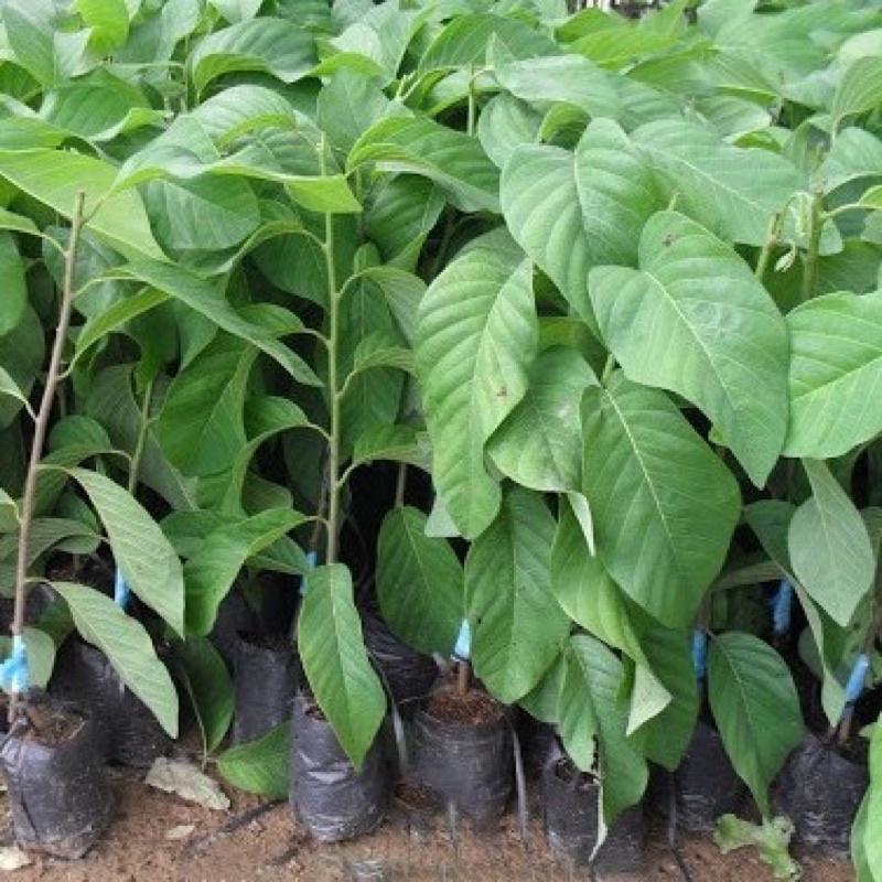 Cây giống na Thái Lan  có khả năng sinh trưởng và phát triển tốt