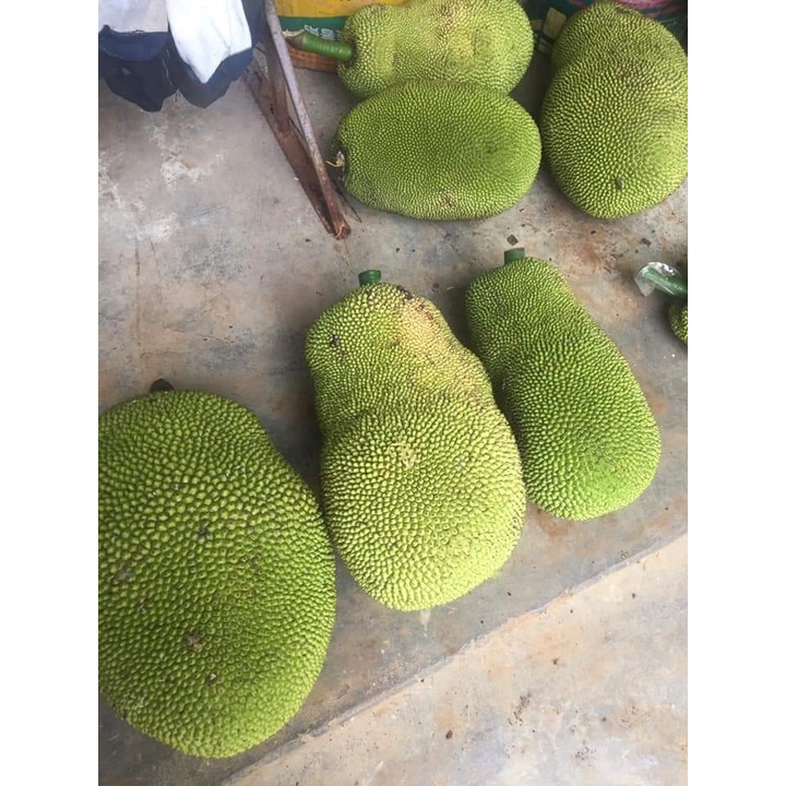 Cây Giống Mít ướt siêu Trái