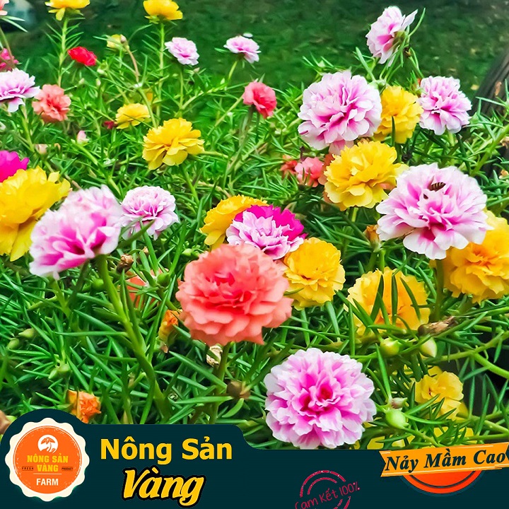 Hạt giống Hoa Mười Giờ Mỹ Nhiều Màu ( Gói 100 hạt ) - Nông Sản Vàng