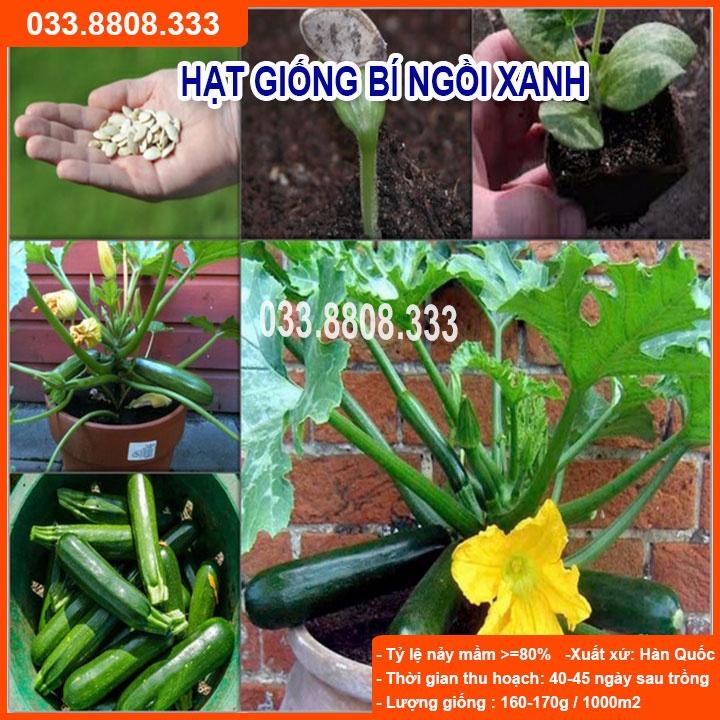 HẠT GIỐNG BÍ NGỒI XANH 10 HẠT - BÍ TO ĐẸP DỄ TRỒNG