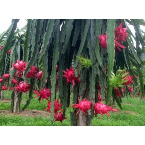 Cây giống thanh long ruột đỏ siêu trái