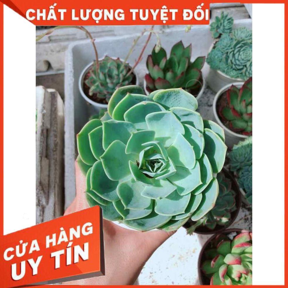 Sen đá xanh đất Nhiều Người Mua