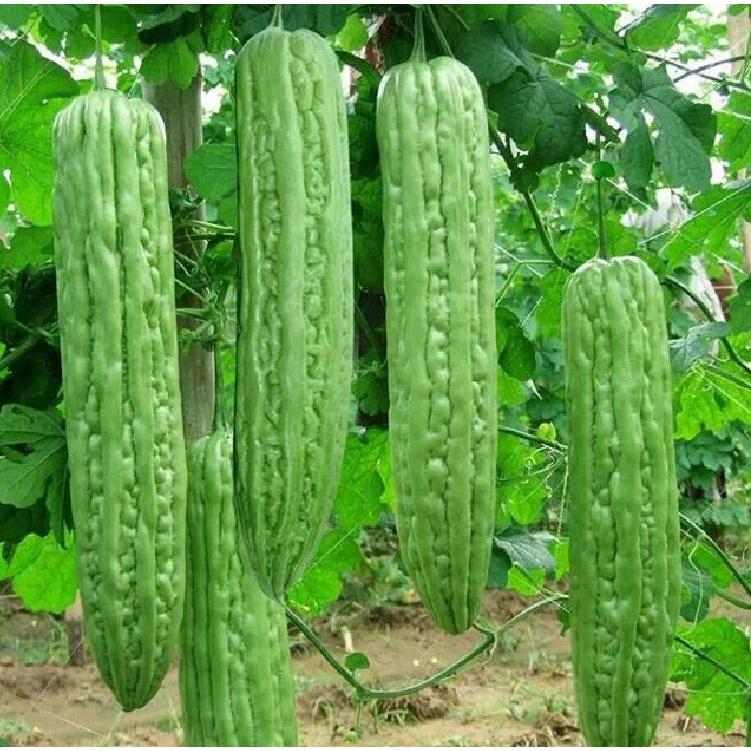 Hạt giống khổ qua khổng lồ Thái Lan 5 hạt