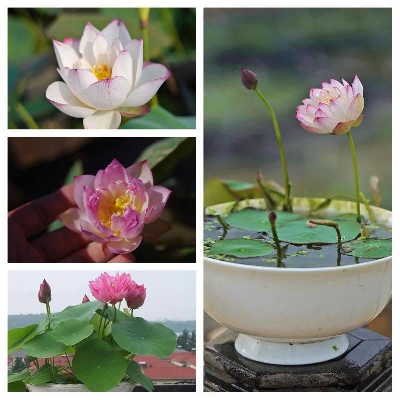 HẠT GIỐNG SEN NHẬT MINI GÓI 5 HẠT , HẠT GIỐNG CHẤT LƯỢNG CAO