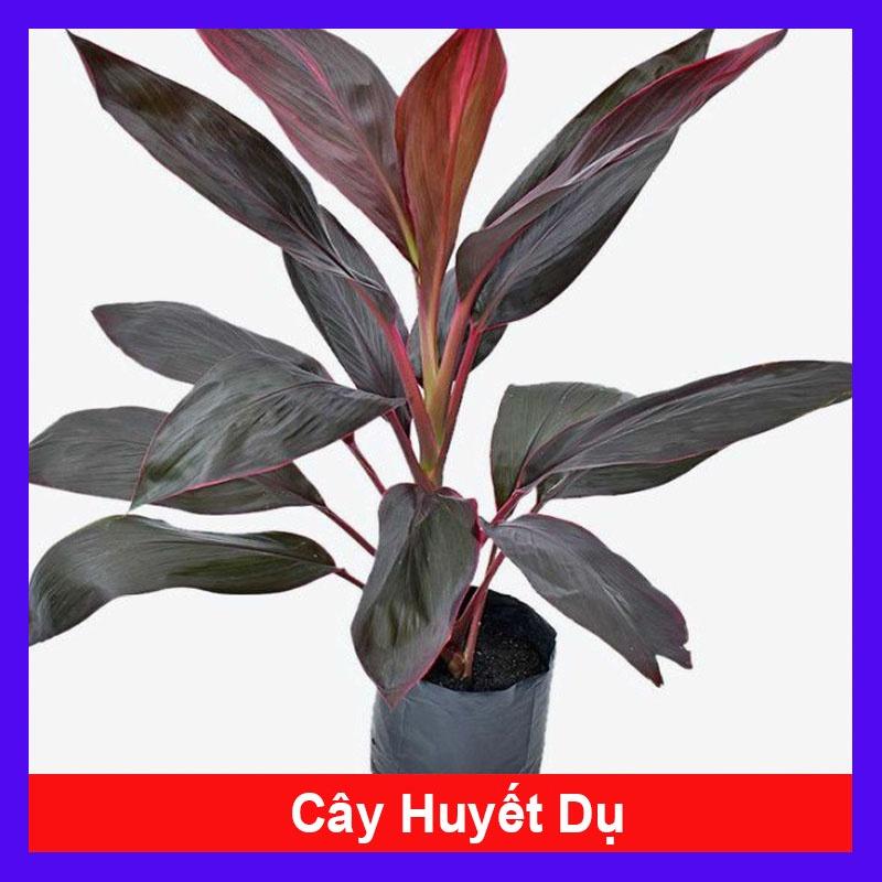 Cây Huyết Dụ - cây cảnh trong nhà + tặng phân bón cho cây