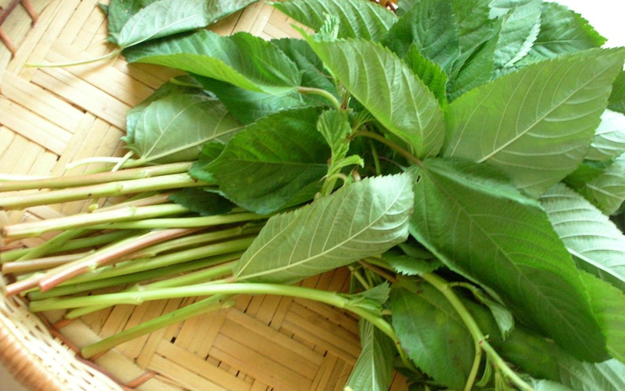 HẠT GIỐNG RAU ĐAY -20GRAM