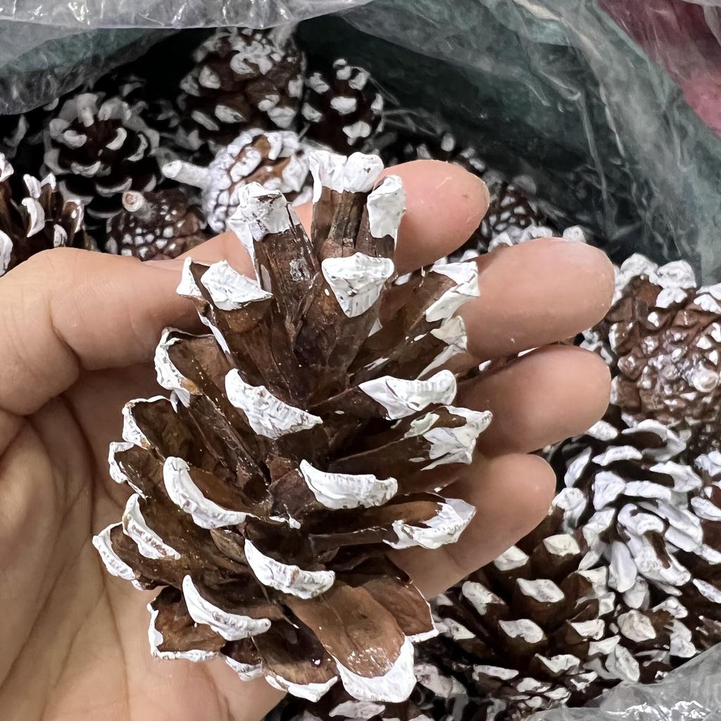 Sỉ 1kg 70 quả thông phủ tuyết decor trang trí Noel làm vòng nguyệt quế Giáng sinh