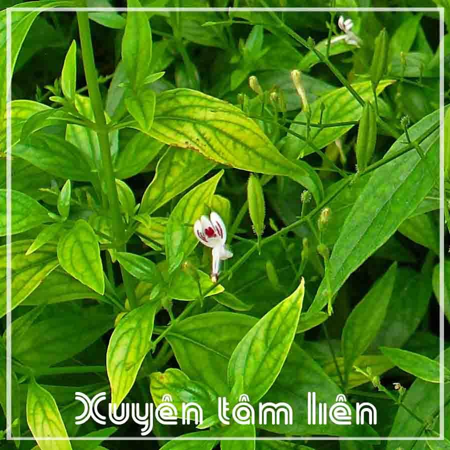 Xuyên Tâm Liên khô sạch đóng gói 500gram