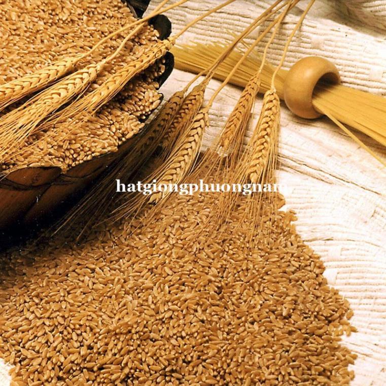 100GR - HẠT GIỐNG CỎ LÚA MÌ - CỎ MÈO