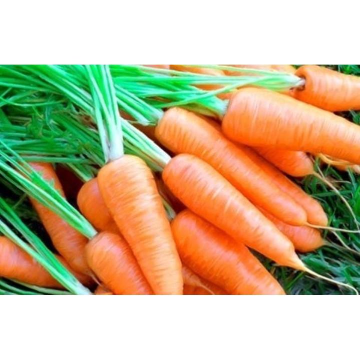 Gói 10 gr giống cà rốt