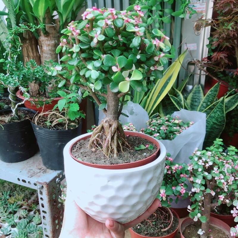 Chậu Cây Cành Vàng Lá Ngọc