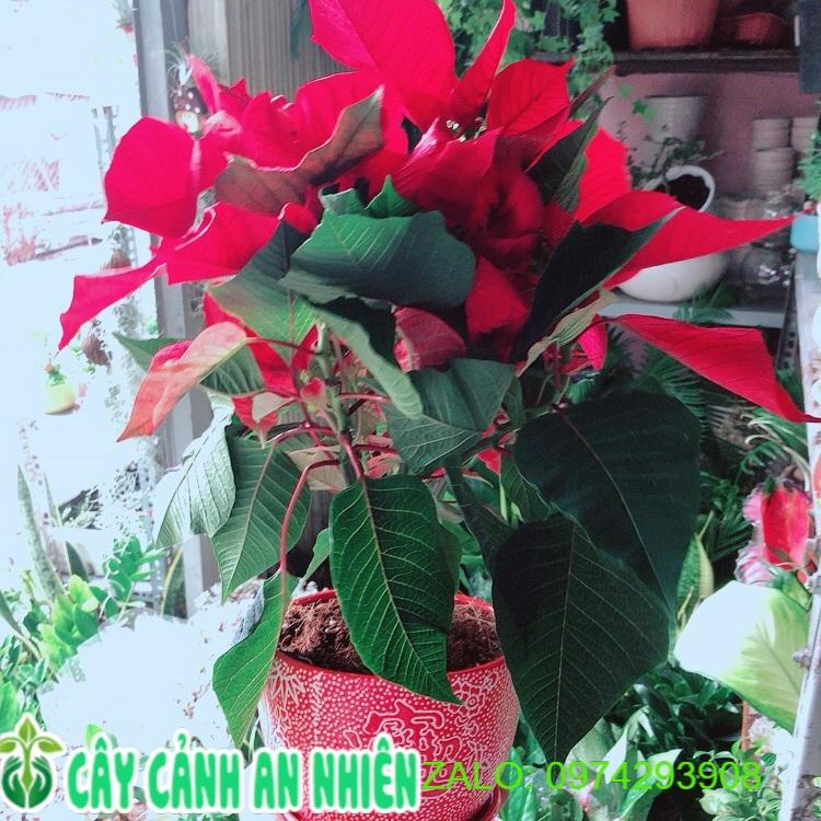 Chậu Cây Trạng Nguyên