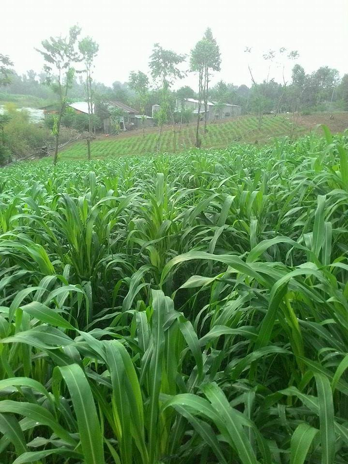 Hạt giống cỏ Sudan Super BMR - Cỏ Cao Lương - Hạt Giống Cỏ Chăn Nuôi - Cỏ Chăn Nuôi bò,dê,cừu,cá...