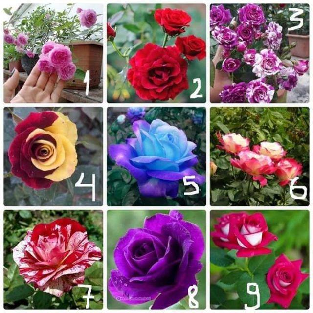 Com bo 5 gốc hồng đủ màu