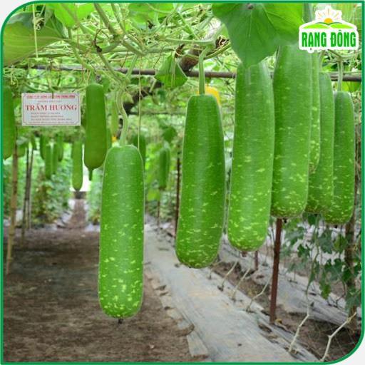 Hạt giống Bầu Sao Lai F1 Rado 26 (10 hạt) siêu đậu quả, trái dài, ngọt, trồng quanh năm - Hạt giống Rạng Đông